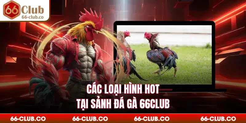 Các loại hình hot tại sảnh đá gà 66Club